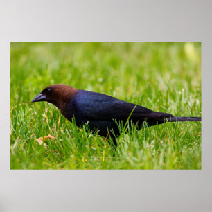 Poster Colibri à tête Brown (Molothrus ater)