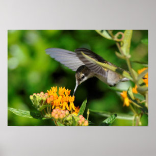 Poster Colibri affamé