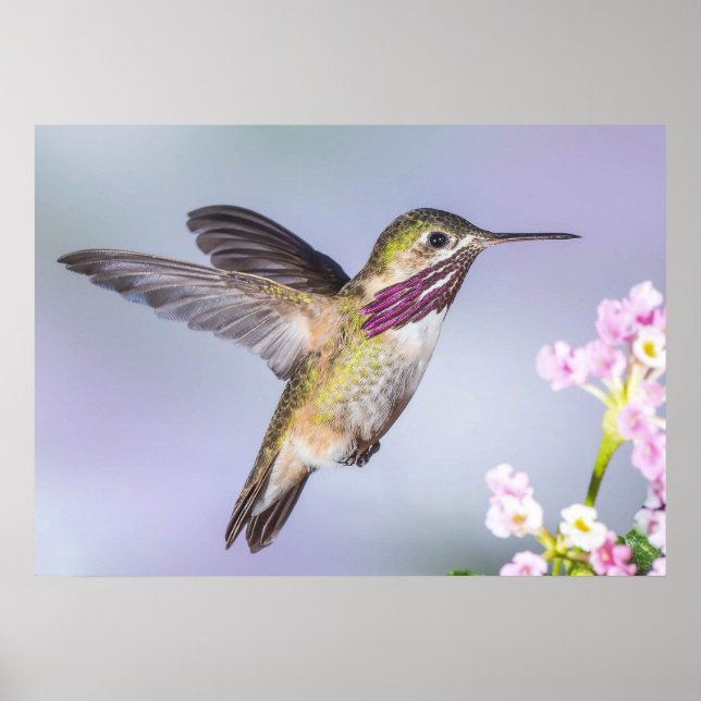 Poster Colibri de Calliope en vol (Devant)