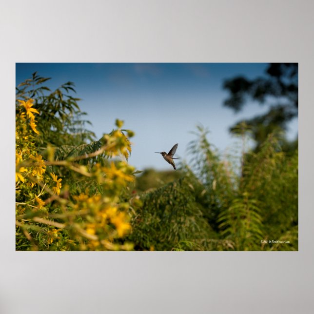 Poster Colibri en vol (Devant)