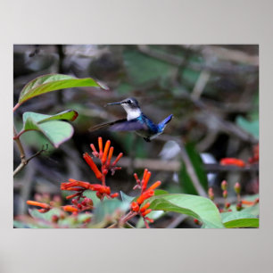Poster Colibri en vol et fleurs rouges