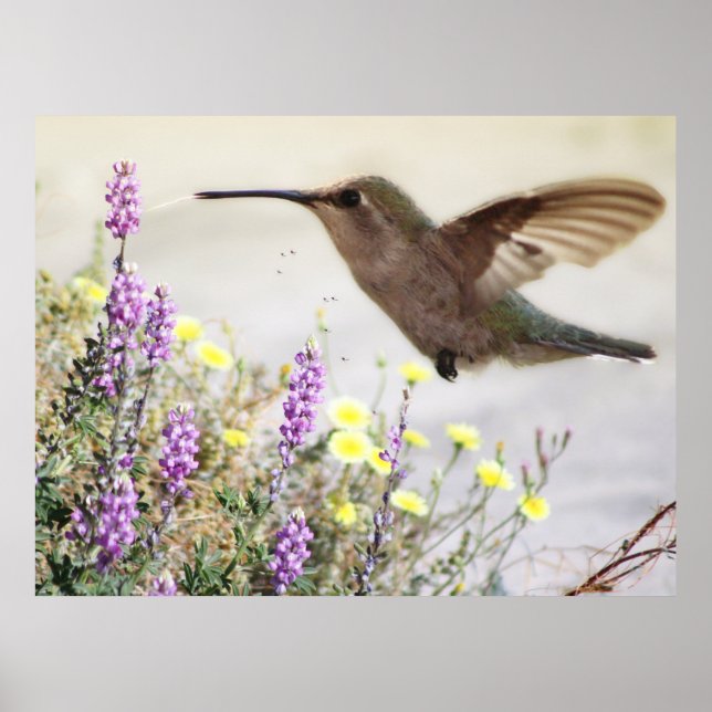 Poster Colibri et Art numérique Fleur sauvage (Devant)