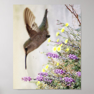 Poster Colibri et Fleurs Sauvages Art Numérique