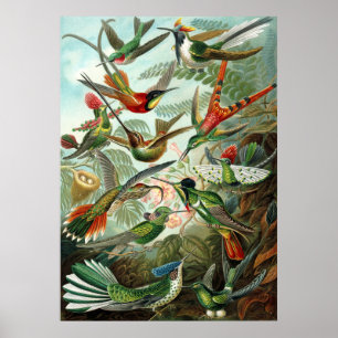 Poster Colibri Extraordinaire Photo par Ernst Haeckel