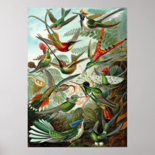 Poster Colibri Extraordinaire Photo par Ernst Haeckel