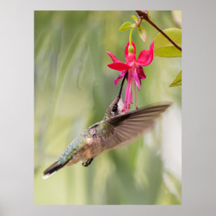 Poster Colibri favori Fuchsia