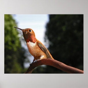 Poster Colibri mâle roux - Imprimantes d'art