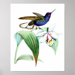 Poster Colibri no.1 Oiseau et mur botanique Art