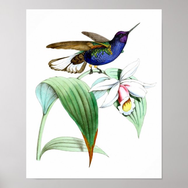 Poster Colibri no.1 Oiseau et mur botanique Art (Devant)