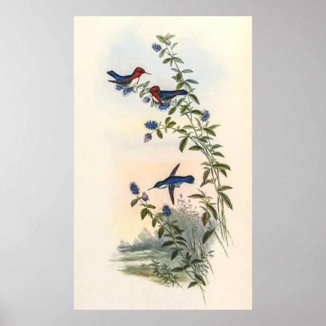 Poster Colibri par John Gould (Devant)