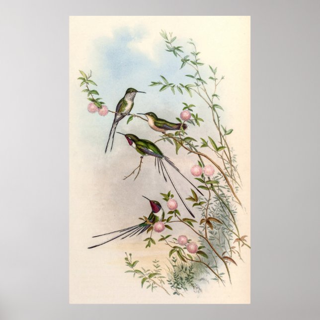 Poster Colibri par John Gould (Devant)
