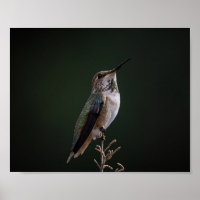 Colibri perché à la branche - Photographie d'oisea