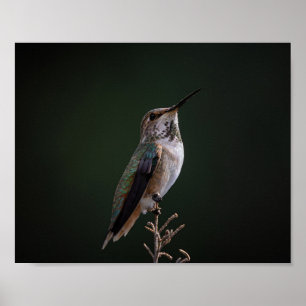 Poster Colibri perché à la branche - Photographie d'oisea