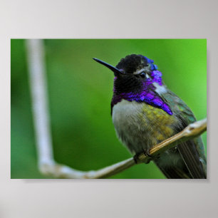 Poster Colibri pourpre