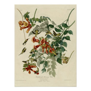 Poster colibri Rubis-throated