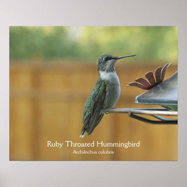 Poster Colibri Ruby Throsé (Devant)