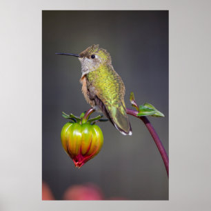 Poster Colibri se repose sur un bouton de fleur