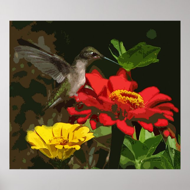 Poster Colibri sur Zinnias (Devant)
