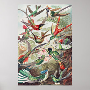 Poster Colibri, Trochilidae Kolibris par Ernst Haeckel
