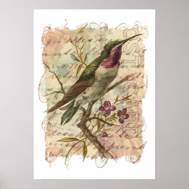 Poster Colibri vintage (Devant)