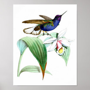 Poster Colibri vintage Imprimer No.1 Décor mural de print
