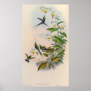 Poster Colibri vintage par John Gould