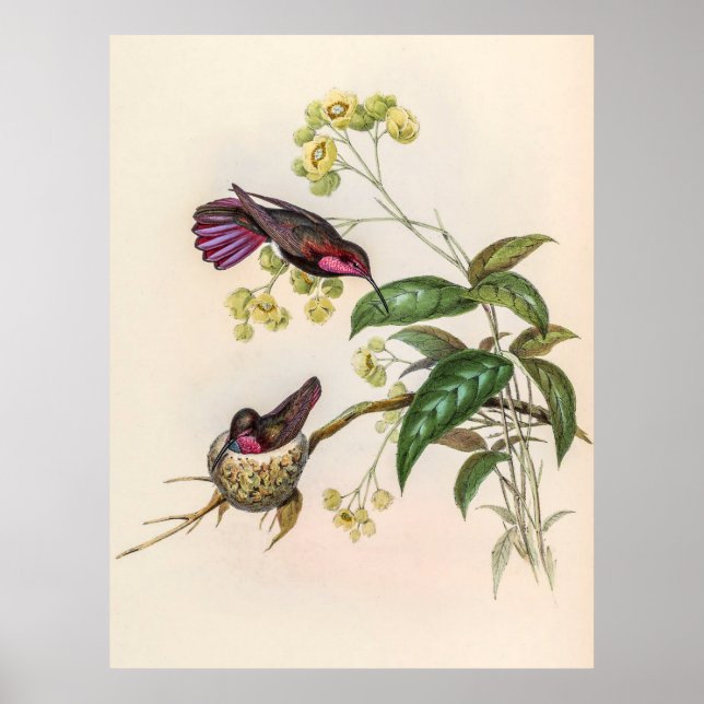 Poster Colibri vintage par John Gould (Devant)