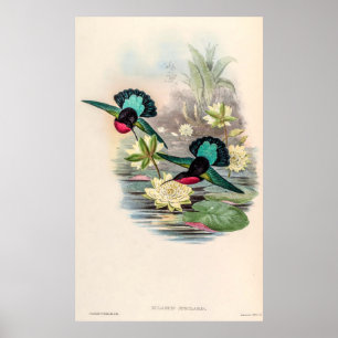 Poster Colibri vintage par John Gould