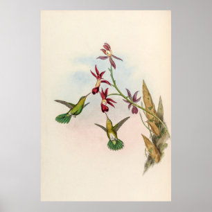 Poster Colibri vintage par John Gould