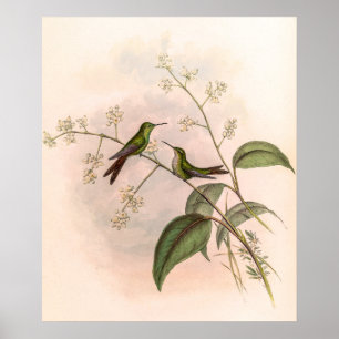 Poster Colibri vintage par John Gould