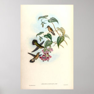 Poster Colibri vintage par John Gould