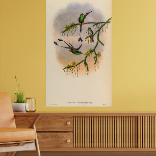 Poster Colibri vintage par John Gould