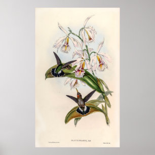 Poster Colibri vintage par John Gould