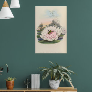 Poster Colibri vintage par John Gould