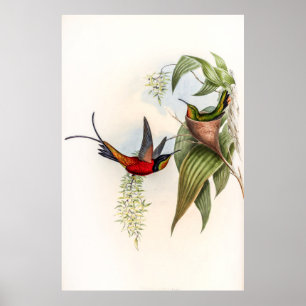 Poster Colibri vintage par John Gould
