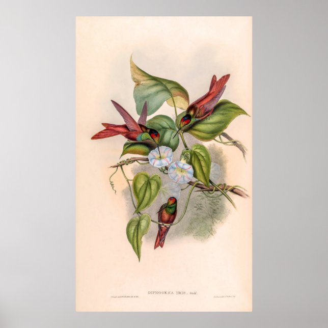 Poster Colibri vintage par John Gould (Devant)