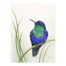 Colibri Woodnymph à couronne colorée