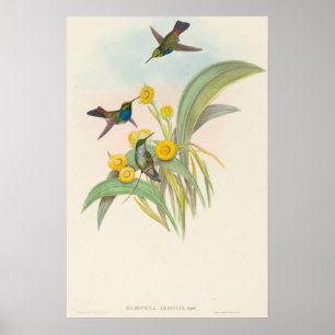 Poster Colibris à poitrine bleue par John Gould