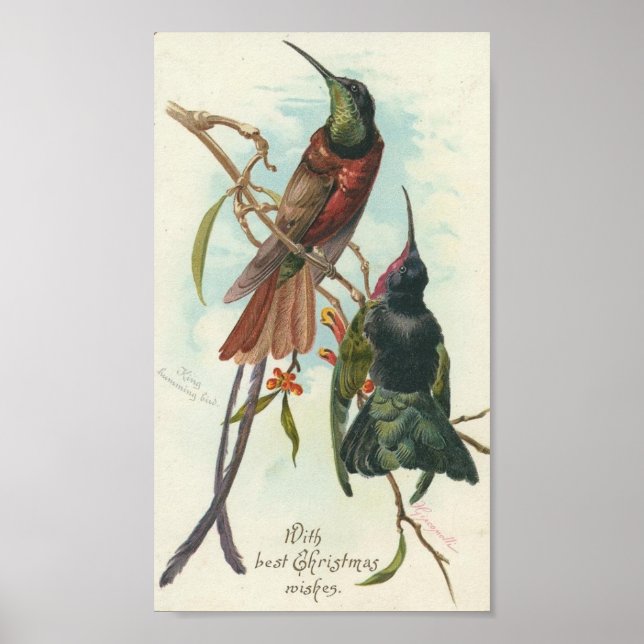 Poster Colibris de Noël (Devant)