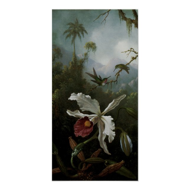 Poster Colibris et orchidée blanche par Martin J. Heade (Devant)