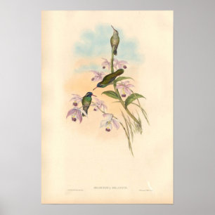 Poster Colibris et orchidées de Gould