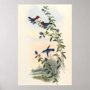 Poster Colibris par John Gould