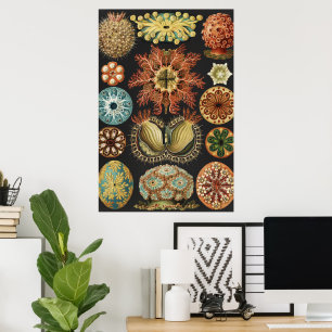 Poster Collage d'art de la vie marine nautique d'Ernst Ha