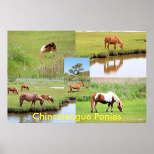 Poster Collage de Chincoteague Ponies