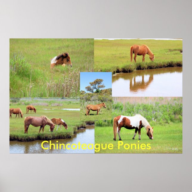 Poster Collage de Chincoteague Ponies (Devant)
