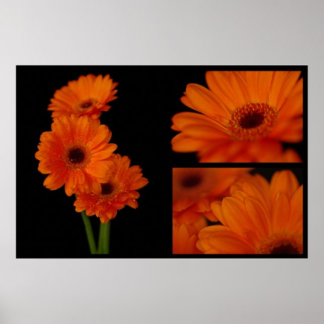 Poster Collage de gerbera (Devant)