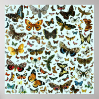 Collage des papillons de nuit et des papillons de