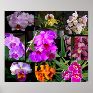 Poster Collage d'orchidée