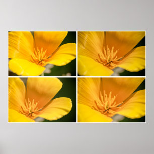 Poster Collage du coquelicot en Californie