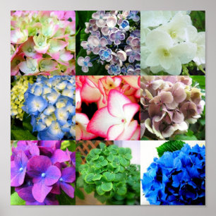 Poster Collage Hydrangea